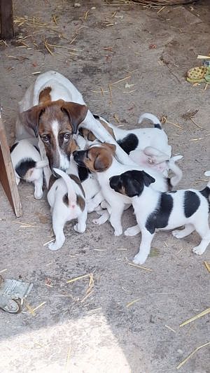 süße Foxterrier Welpen 