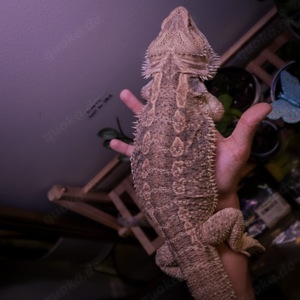 Suche ,,German Giant'' Bartagame