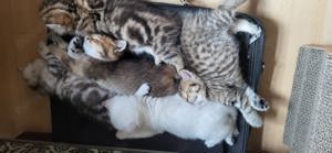 BKH Deckkater BG A mit Stammbaum Bild 10