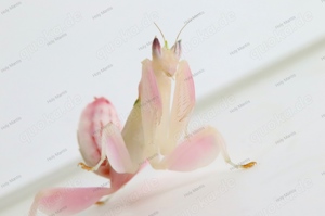 Hymenopus coronatus  Orchideen Mantis 