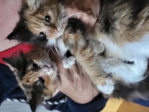 Main Coon Mix Kitten