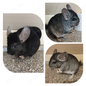 Zutrauliche Chinchillas 