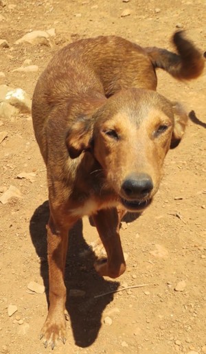 Kritikos Lagonikos Mischling - Tierschutzhund aus Kreta