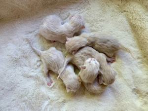 Reinrassige Ragdoll Kitten Katzenbabys