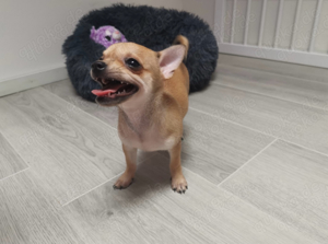 Zwergspitz Chihuahua Welpen (Pomchi) Nur noch 2 Welpen zu haben