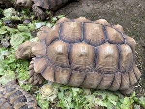 Abgabe von zwei Spornschildkröten  Geochelone sulcata männlich