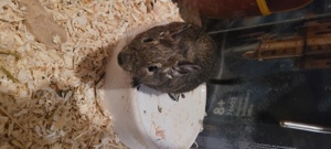 3 Degu jungs 