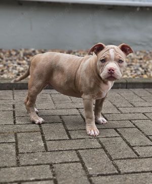 *nur noch 1Weibchen* American Bully Welpen 