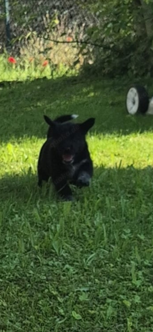 Labrador Akita 