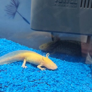 Axolotl