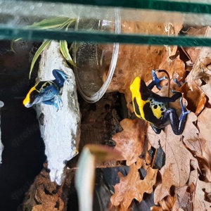 Dendrobates Tinctorius Brasilianer