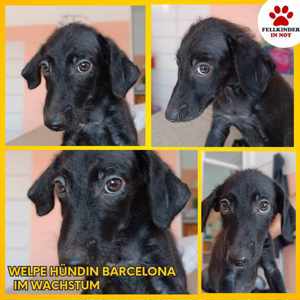 Barcelona Welpe Mischlingshund Mischling Hündin Junghund sucht Zuhause oder Pflegestelle