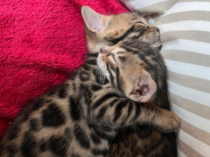 Süße Bengal Kitten mit Stammbaum