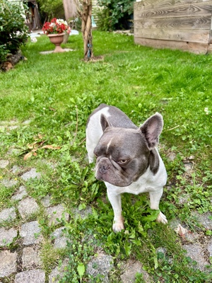 Französische Bulldogge (Deckrüde) Lilac