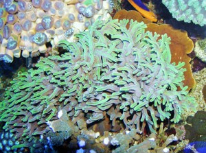 Korallenableger- Acropora lokani   suharsoni