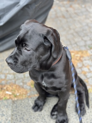 Cane Corso 