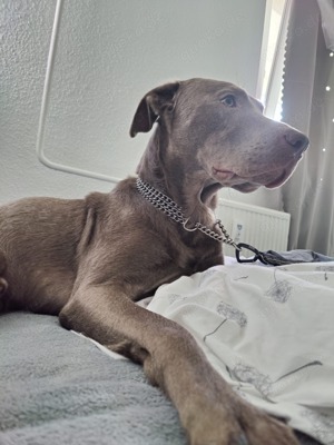 Weimaraner Mischling abzugeben