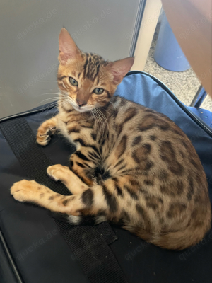 1 Bengal kitten sicht ein schönes zu Hause 