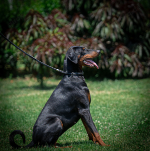 Dobermann Junghündin 12. Mo. (Workline) Name: Baby