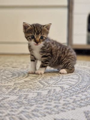 Junge und sehr verspielte Katzenbabys suchen ein liebevolles Zuhause auf Lebenszeit