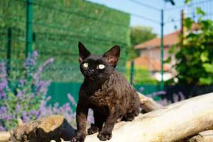 devon rex Kater 