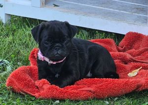 Unsere Retro- Mops- Welpen sind am 10.06 geboren. Es sind 2 Rüden und 3 Hündinnen