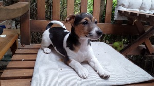 Jack Russel Welpen abzugeben