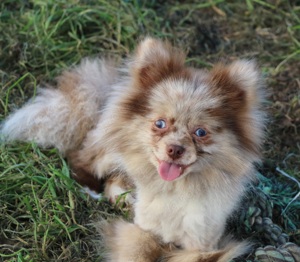 Pomeranian Rüde mit blauen Augen