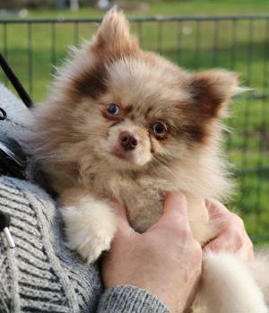 Pomeranian Rüde mit blauen Augen