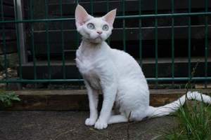 Wunderschöne Weise Perle, Devon Rex Katze 