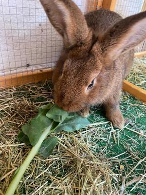 Rammler Hase Kaninchen 5 Mon.