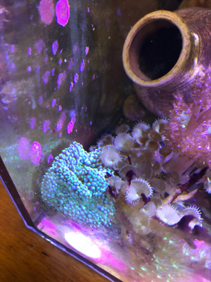 Scheiben Anemonen Bild 3