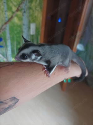 Verkaufe sugar glider Weibchen 