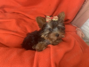 Yorkshire Terrier Welpe exklusiv 