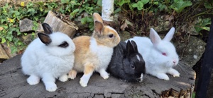 Zwergkaninchen     Hase    Kaninchen 