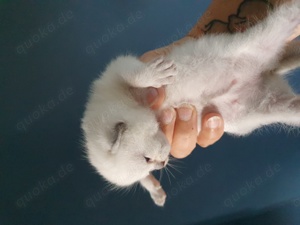 BKH Babys reinrassig weiß blaue Augen blue point Kitten britisch Kurzhaar Kater