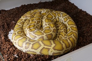 1.1 Tiger Python Caramel Molurus Bivittatus 2020 2021