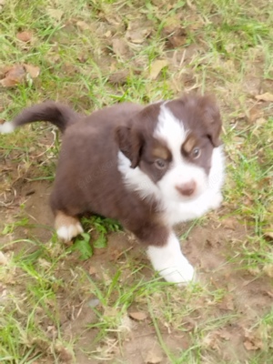 Toy Australian Shepherd Welpe 