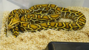 0.1 Tiger Python Caramel Molurus Bivittatus 2023