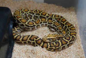 1.0 Tiger Python Caramel Molurus Bivittatus 2023