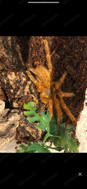 Pterinochilus murinus rcf Vogelspinne Nachzuchten 3cm KL 