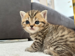 BKH mix kitten ( 1 weibchen nur noch ) 