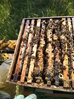 Imkereiauflösung Bienenvölker Zander Langstroth Kasten