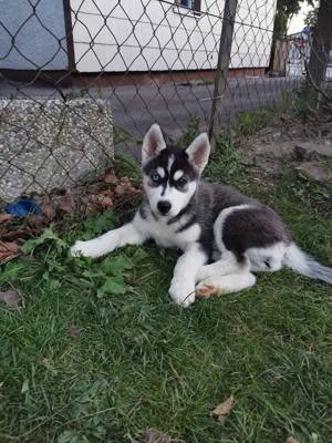 Siberian husky welpe 1 Mädchen 13 wochen alt