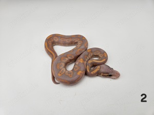 0.1 Cinnamon or Blackpastel Coral Glow Gravel Königspython Python Regius Schlange