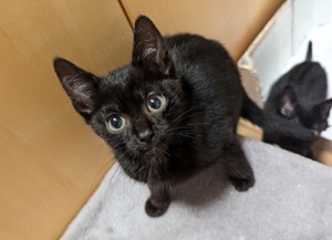 2 schwarze Kitten   Kätzchen   Katzenbaby suchen neues zu Hause 