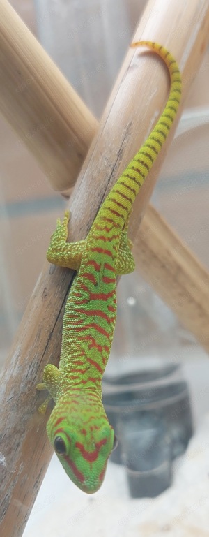 Phelsuma grandis- Großer Madagaskar Taggecko