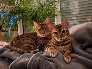 Bengal Pärchen zu verkaufen