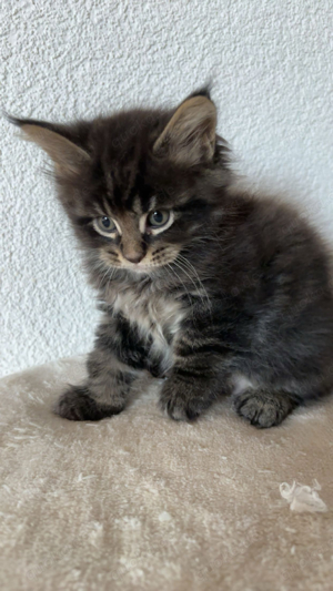 süße maine coon kitten