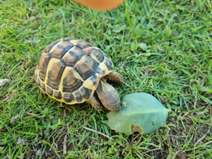 griechische Landschildkröten